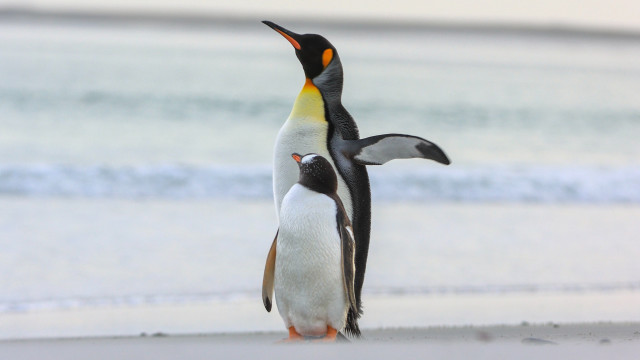 Penguins beach ocean blue sky free wallpaper for desktop - medium preview image