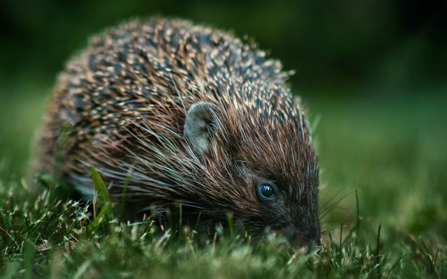 Porcupine grass nature blurry depth free wallpaper for desktop - medium preview image