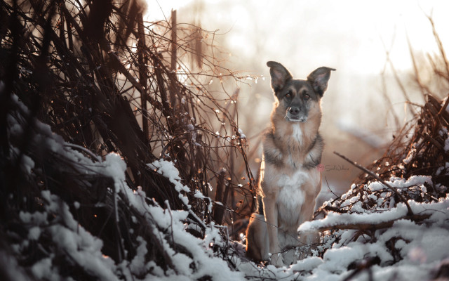 Dog snow wooded area photorealistic free wallpaper for desktop - medium preview image