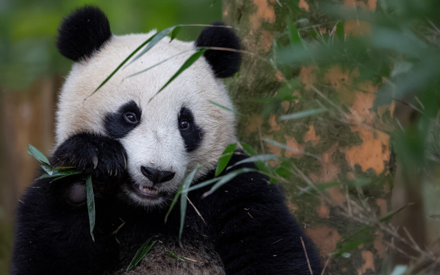 Panda eating bamboo zoo forest free wallpaper for desktop - medium preview image