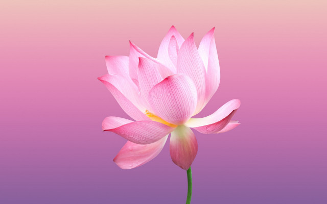 Pink flower gradient bloom 3d free wallpaper for desktop - medium preview image