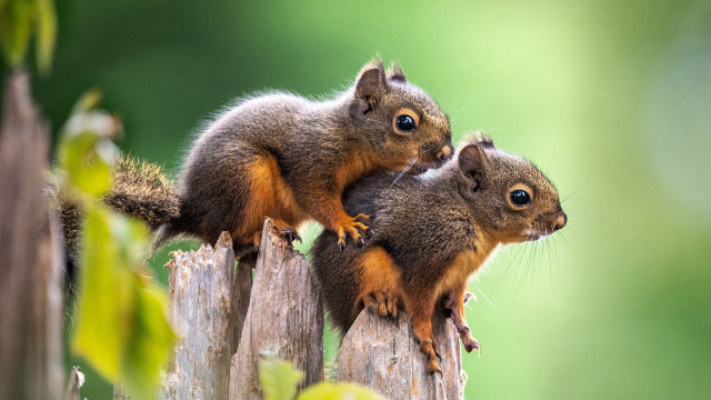 Squirrels wooden post puzzle award free wallpaper for desktop - medium preview image