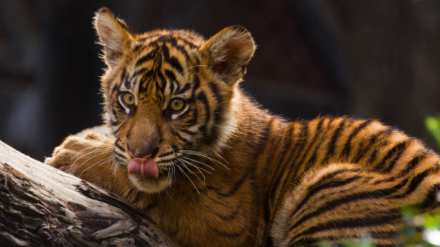 Tiger tree trunk tongue open free wallpaper for desktop - medium preview image