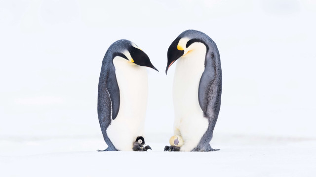 Penguins snow minimalism jigsaw award free wallpaper for desktop - medium preview image