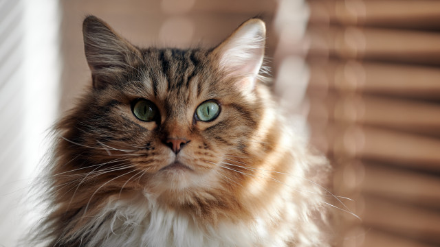 Regal cat green eyes outside free wallpaper for desktop - medium preview image