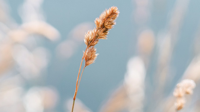 Sunflower macro plant blurry background free wallpaper for desktop - medium preview image