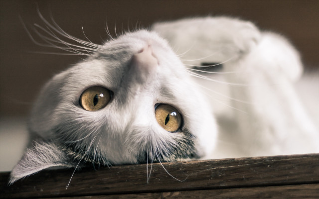 Yellow eyed cat over wooden free wallpaper for desktop - medium preview image
