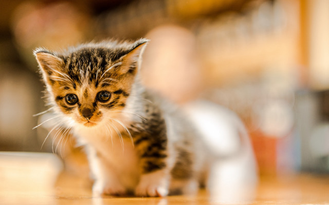 Tiny kitten milk table blurry free wallpaper for desktop - medium preview image