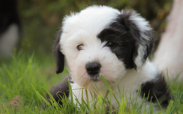 Puppy blurry grass nature flower free wallpaper for desktop - medium preview image