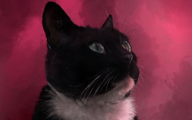 Black white cat pink background #2 free wallpaper for desktop - medium preview image