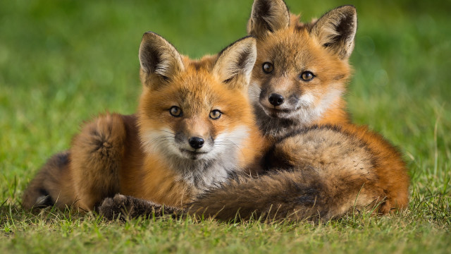 Sad foxes laying grass blurry free wallpaper for desktop - medium preview image