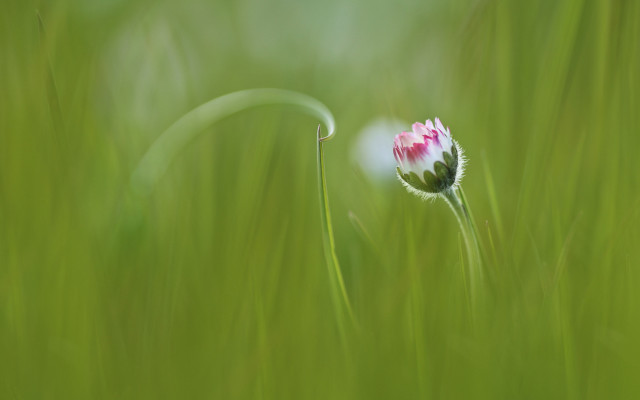 Pink white flower grassy field free wallpaper for desktop - medium preview image