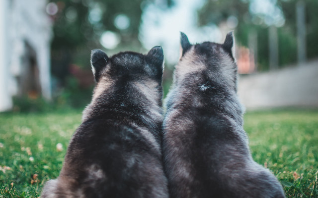 Cats grass trees house blurry free wallpaper for desktop - medium preview image