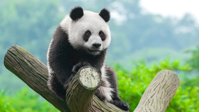 Panda forest nature wildlife photography free wallpaper for desktop - medium preview image