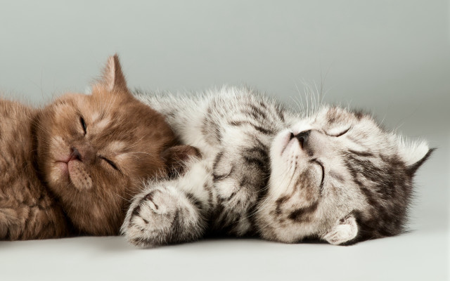 Sleeping cat puzzle animals photorealistic free wallpaper for desktop - medium preview image