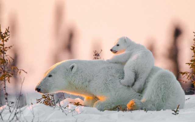 Polar bear snow sunset autumn free wallpaper for desktop - medium preview image