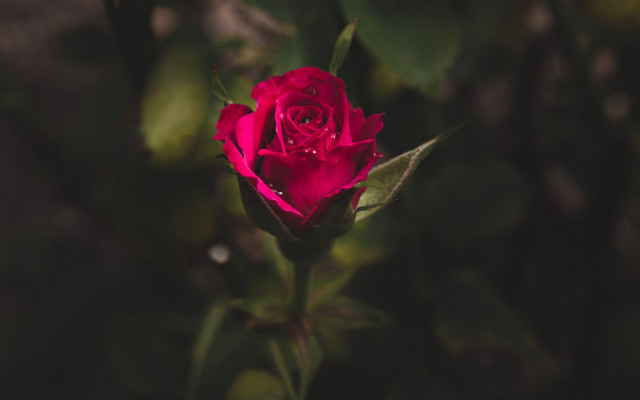 Red rose water droplets blurry #7 free wallpaper for desktop - medium preview image