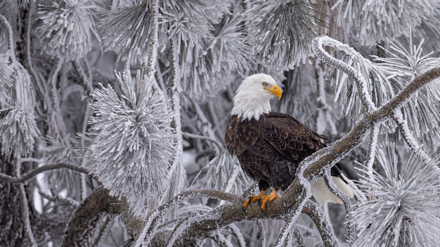 Bald eagle ice frost majesty free wallpaper for desktop - medium preview image