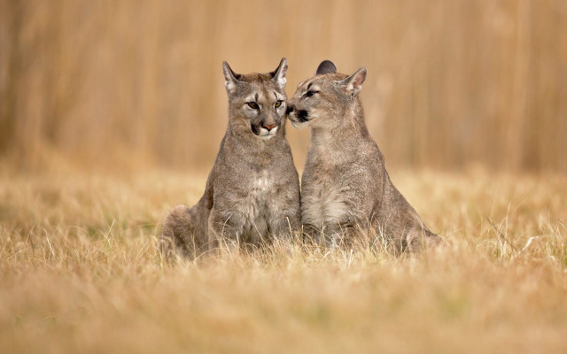 Cougar pair tallgrass outdoor nature free wallpaper for desktop - medium preview image