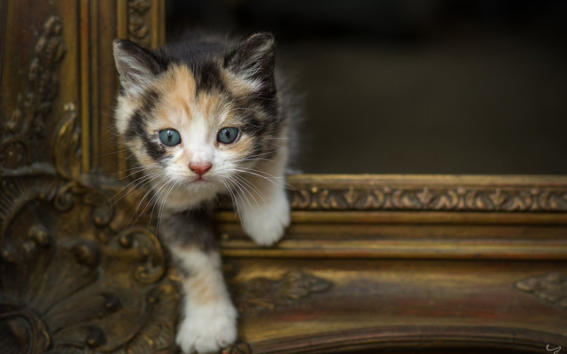 White cat blue eyes mirror #2 free wallpaper for desktop - medium preview image