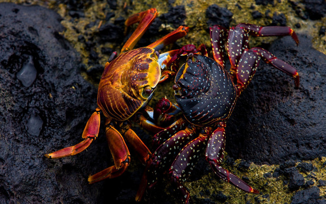 Crab yellow red shell rock free wallpaper for desktop - medium preview image