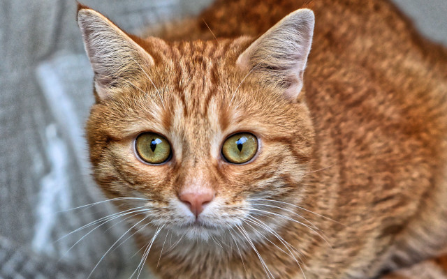 Sad cat green eyes bench free wallpaper for desktop - medium preview image