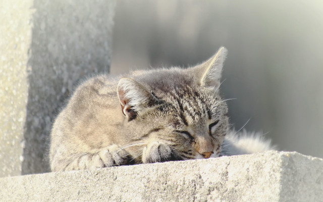 Cat sleeping ledge blurry beach free wallpaper for desktop - medium preview image