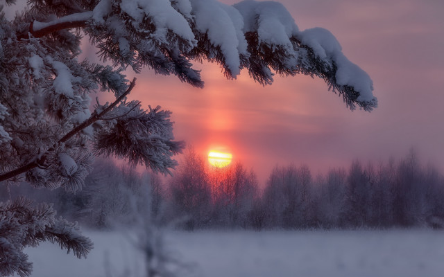 Sunset snowy branch pink sky free wallpaper for desktop - medium preview image