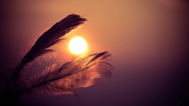 Feather sunset moonlight raytrace baretree free wallpaper for desktop - medium preview image