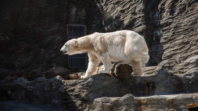 Polar bear rock tilt shift free wallpaper for desktop - medium preview image