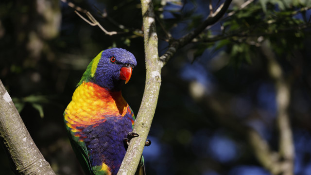 Colorful bird forest bokeh depth free wallpaper for desktop - medium preview image