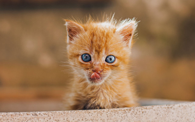 Orange kitten wall blue eyes free wallpaper for desktop - medium preview image
