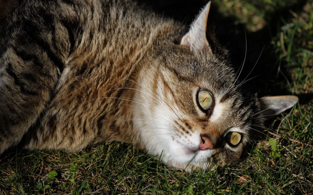 Curious cat on grass outdoor free wallpaper for desktop - medium preview image
