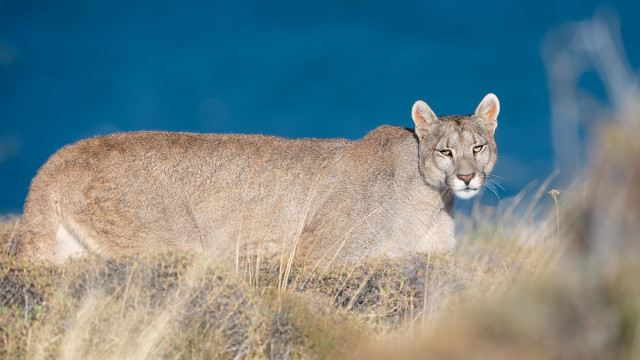 Mountain lion grass water bushes free wallpaper for desktop - medium preview image