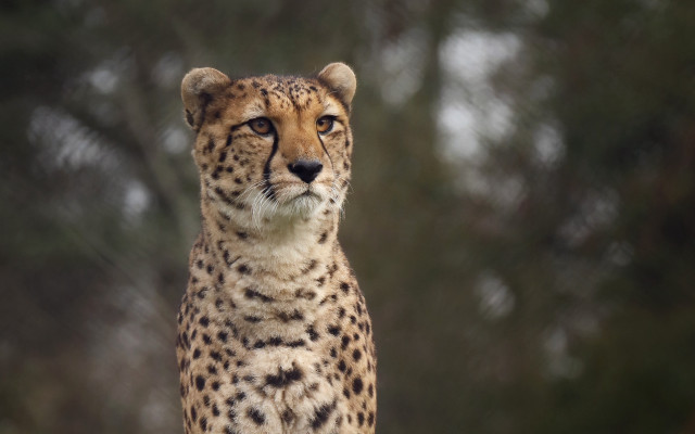 Cheetah rock focus blurry background free wallpaper for desktop - medium preview image
