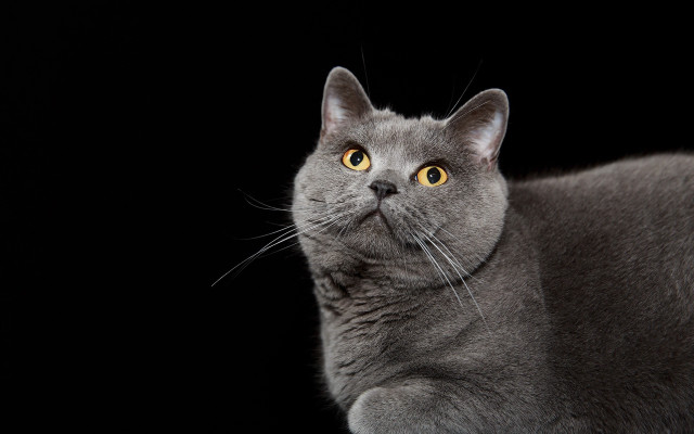 Gray cat yellow eyes portrait free wallpaper for desktop - medium preview image