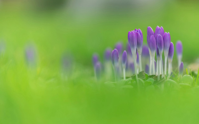 Purple flower macro grass nature free wallpaper for desktop - medium preview image