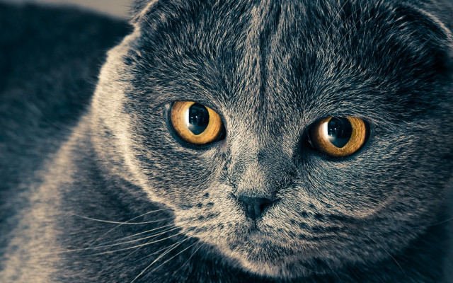 Cat yellow eyes serious macro free wallpaper for desktop - medium preview image