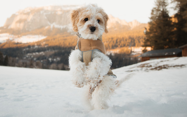 Dog snow mountains harness outdoors free wallpaper for desktop - medium preview image
