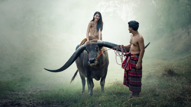 Man woman cow fog ceremony free wallpaper for desktop - medium preview image