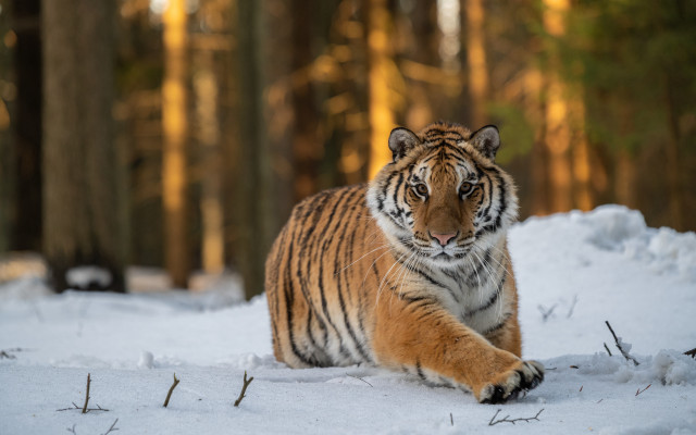 Tiger snowy forest relaxing photorealistic free wallpaper for desktop - medium preview image