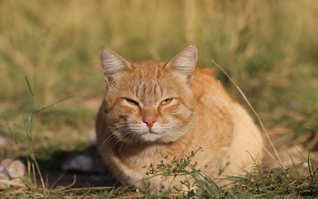 Orange cat sitting in grass free wallpaper for desktop - medium preview image