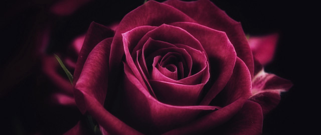 Pink rose macro blurry black free wallpaper for desktop - medium preview image