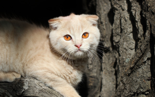 White cat orange eyes tree free wallpaper for desktop - medium preview image