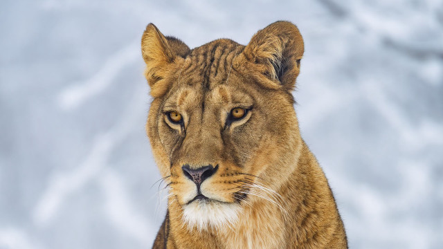 Lion snow closeup animal photography free wallpaper for desktop - medium preview image
