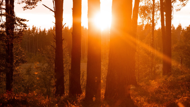 Sunshine forest autumn leaves campfire free wallpaper for desktop - medium preview image