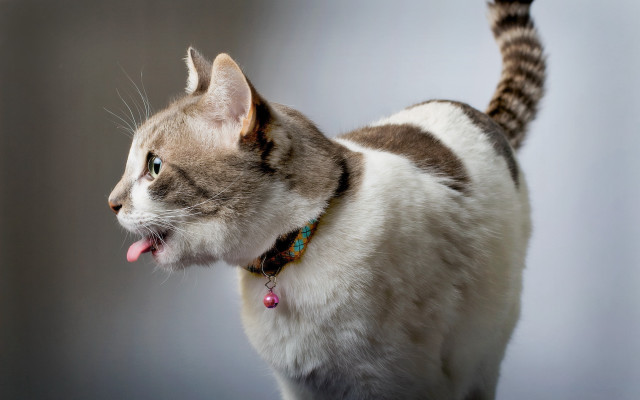Cat tongue out open mouth free wallpaper for desktop - medium preview image