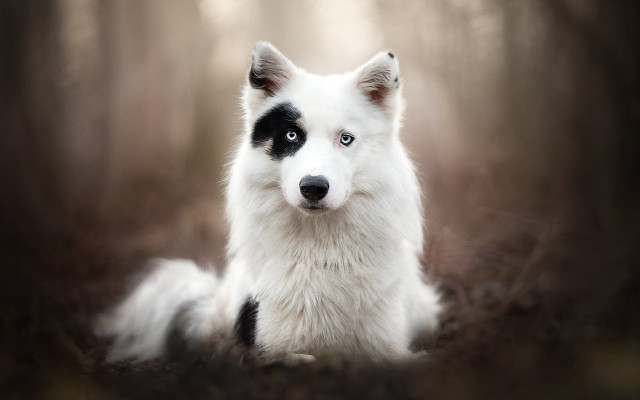 White black dog sitting woods free wallpaper for desktop - medium preview image