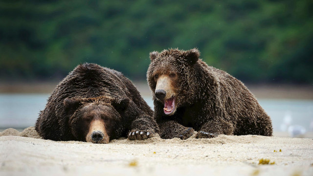 Brown bears yawning beach water free wallpaper for desktop - medium preview image