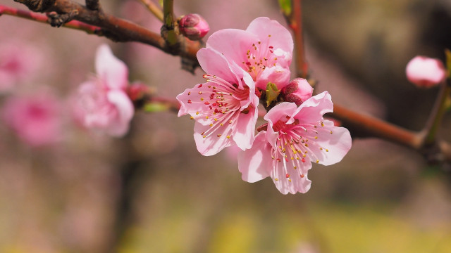Pink flower branch cherry blossoms free wallpaper for desktop - medium preview image